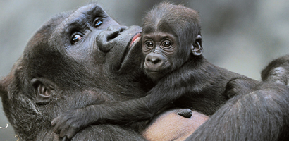 Primates in danger