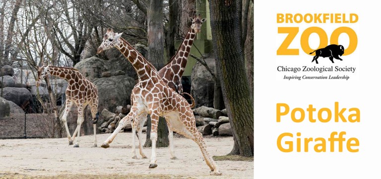 Potoka Giraffe Runs at Brookfield Zoo