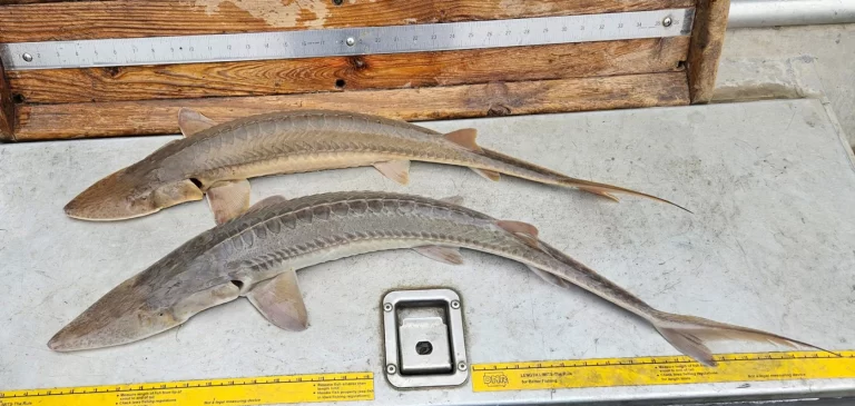 2 peces llegaron a Ottumwa. El DNR de Iowa lo considera un hito para esta especie ancestral