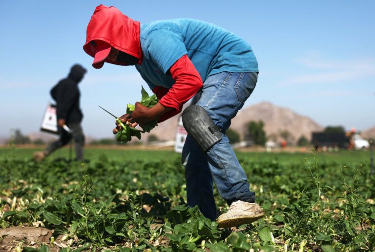 Trump permite más trabajadores agrícolas extranjeros y reduce las redadas de ICE en granjas