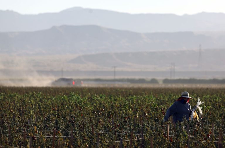 Trabajadores agrícolas demandan por los bajos salarios establecidos por Trump para trabajadores extranjeros temporales