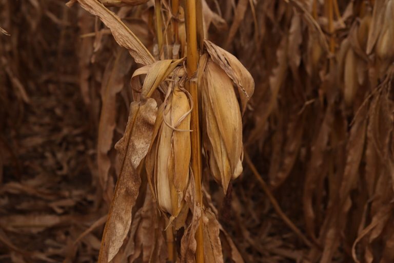 Iowa farmers say the end of federal health care tax credits will hit their budgets