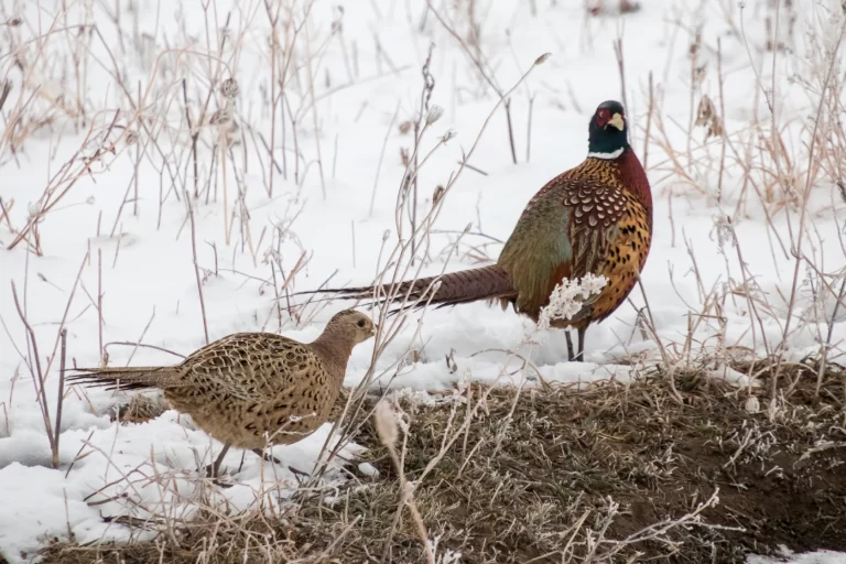 Michael Leland / Iowa Public Radio Over 875,000 hunting and fishing licenses were sold last year, according to the 2025 State Fish and Game Protection Fund Report. Revenue from license fees goes into the Fish and Wildlife Trust Fund.
