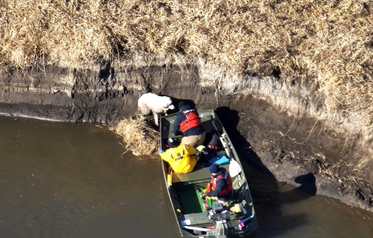 Marshalltown Police and Fire Departments Rescue Stranded Dog from Iowa River