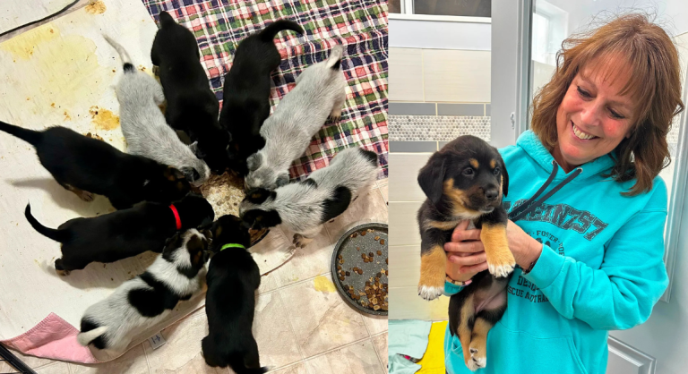 Rescate de perros en Iowa salva mascotas abandonadas mientras el estado enfrenta una cultura de crueldad animal