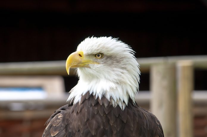 A closeup shot of a bald eagle with a blurred background