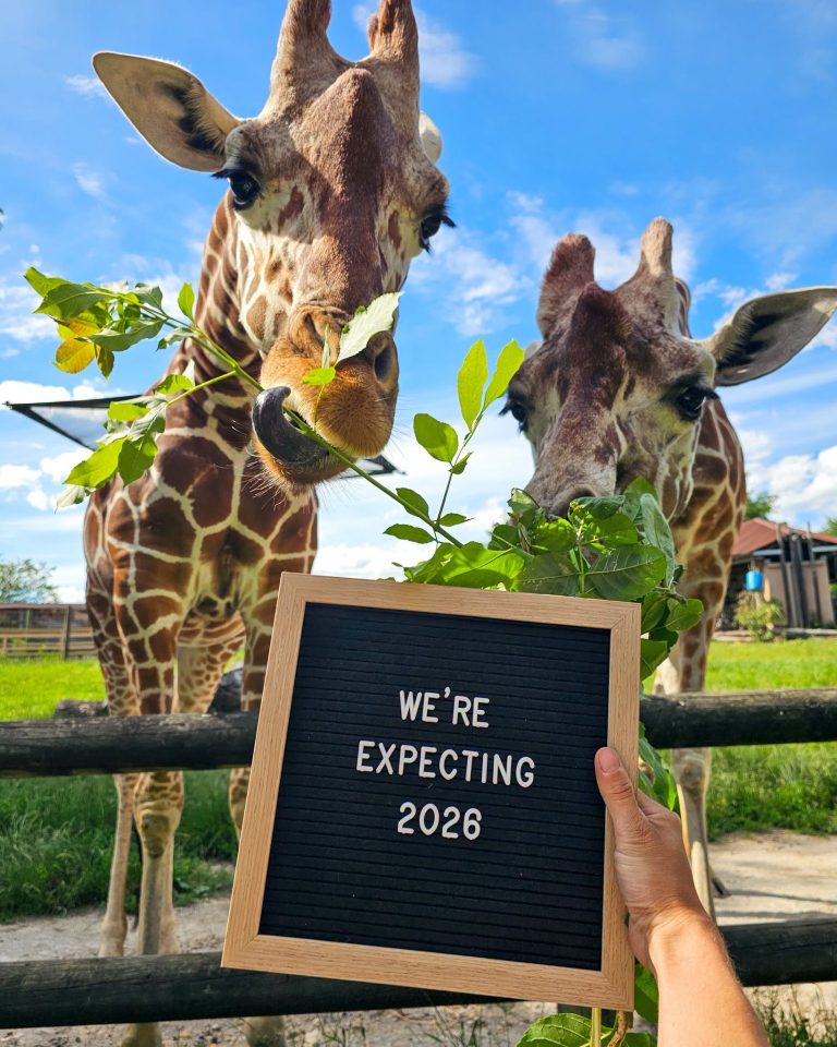 Dos jirafas de Blank Park Zoo esperan crías este verano