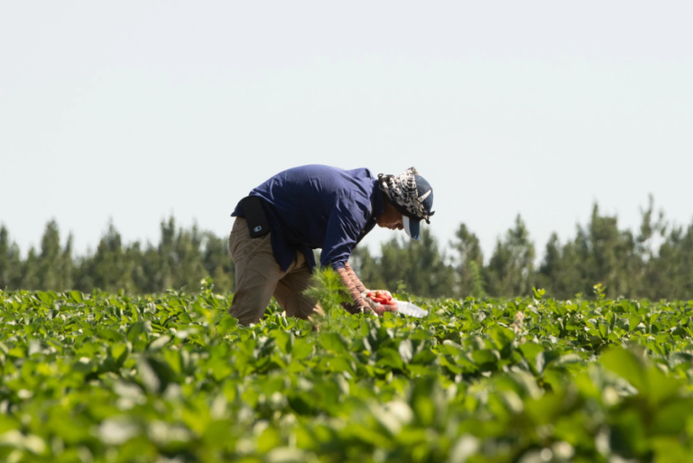 Dangerous humid heat is rising in the Midwest for farmworkers
