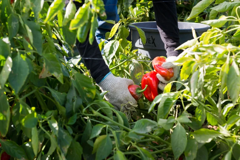 Nuevas reglas laborales de Medicaid podrían poner en riesgo la cobertura de trabajadores agrícolas de Iowa