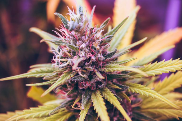 ¿Es legal la marihuana en Iowa? Lo que debes saber sobre el cannabis medicinal y el cáñamo