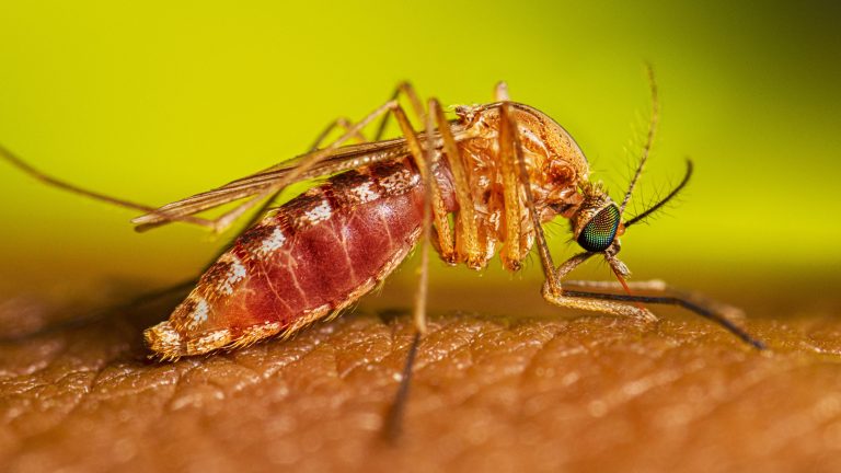 Iowa records first 2026 West Nile virus case; mosquitoes also test positive